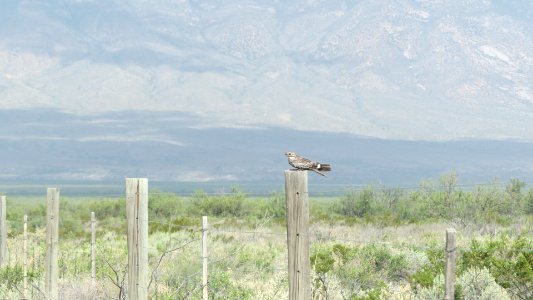 Lesser Nighthawk
