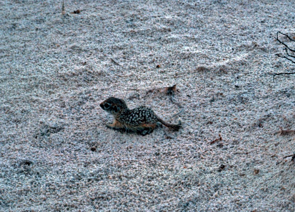 Spotted Ground Squirrel