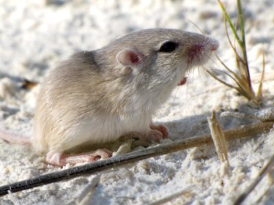 Apache Pocket Mouse