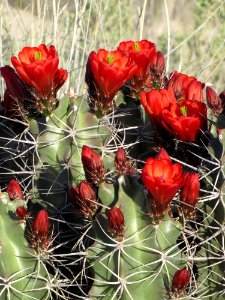 Claret-cup Cactus photo