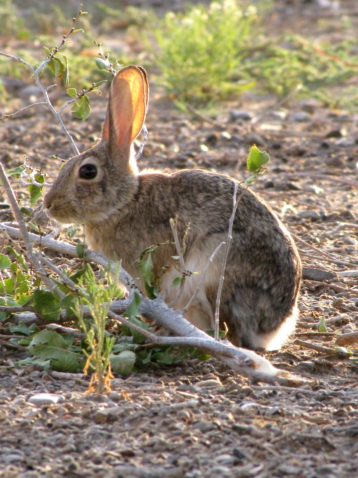 Desert Cottontail