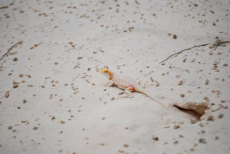 Bleached Earless Lizard