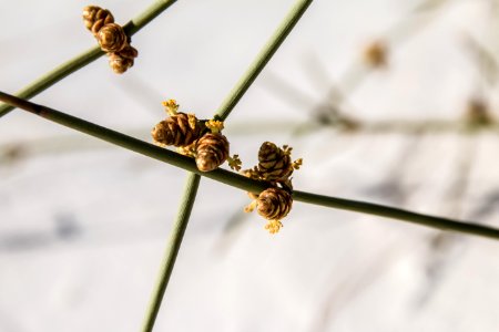 Longleaf Jointfir