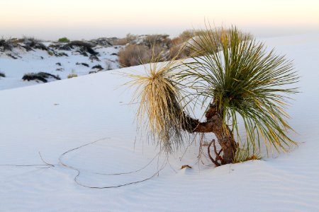 Soaptree Yucca