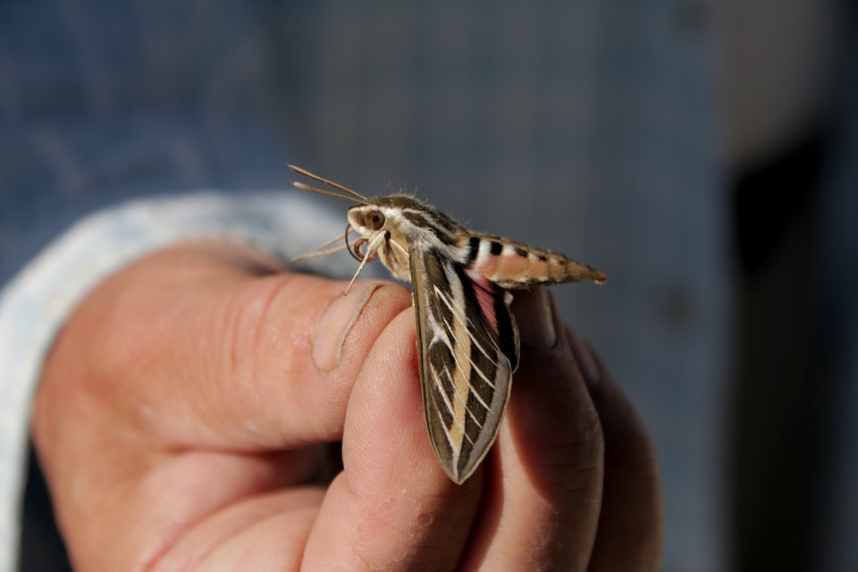 Sphinx Moth