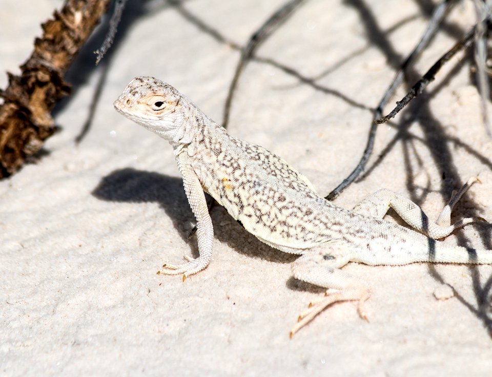 Bleached Earless Lizard