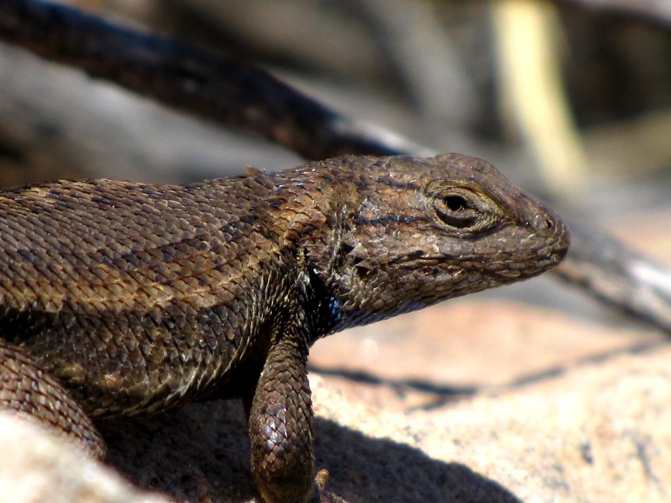 Earless Lizard -  Dark Phase