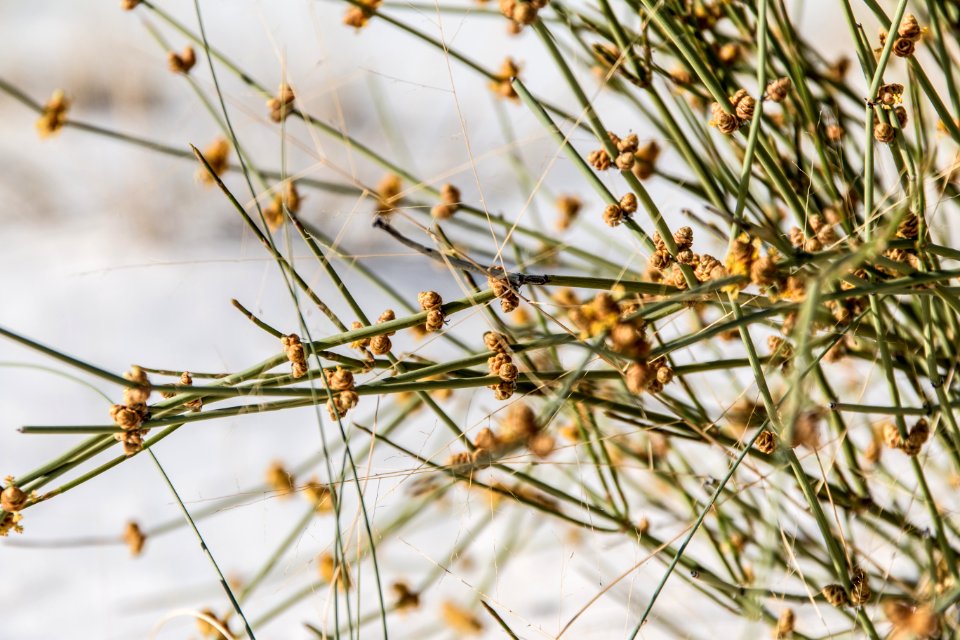 Longleaf Jointfir