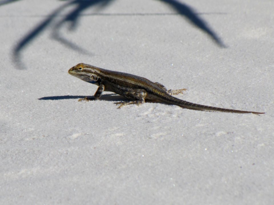Southwestern Plateau Lizard