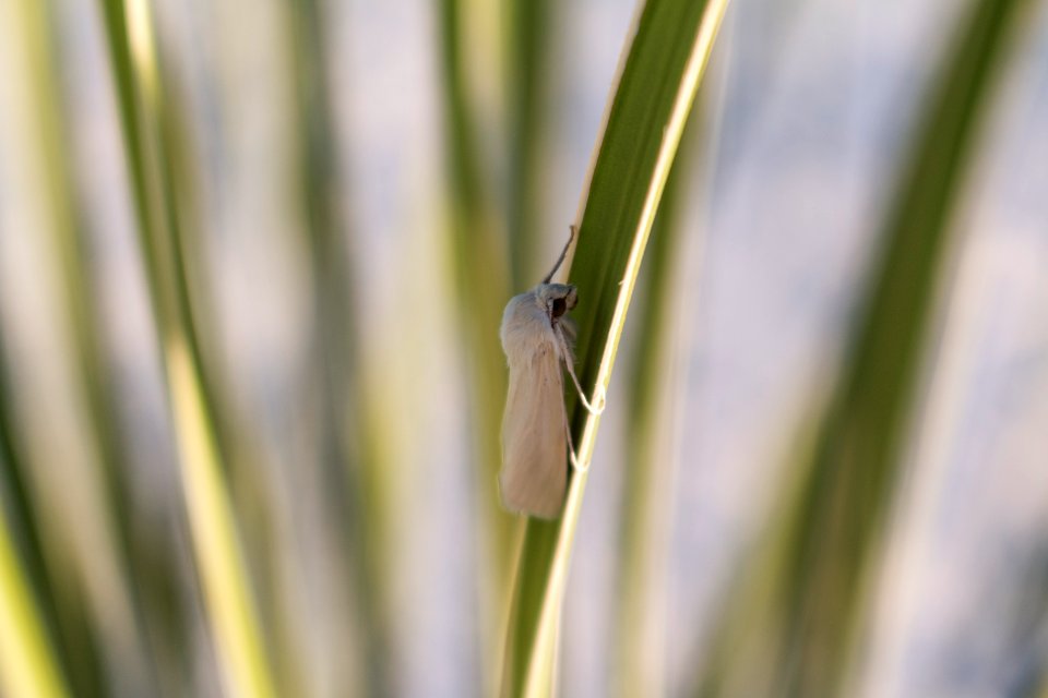 Yucca Moth