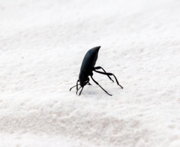 Darkling Beetle photo