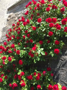 Bloom flowers house
