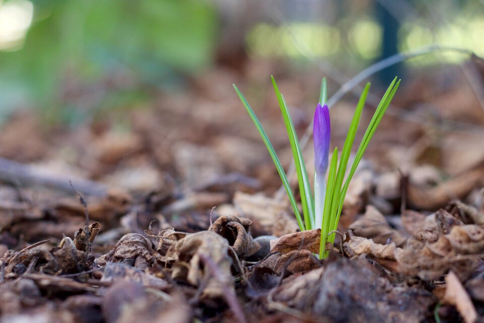 Plant crocus bloom