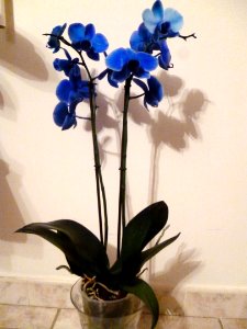 Phalaenopsis bleu photo
