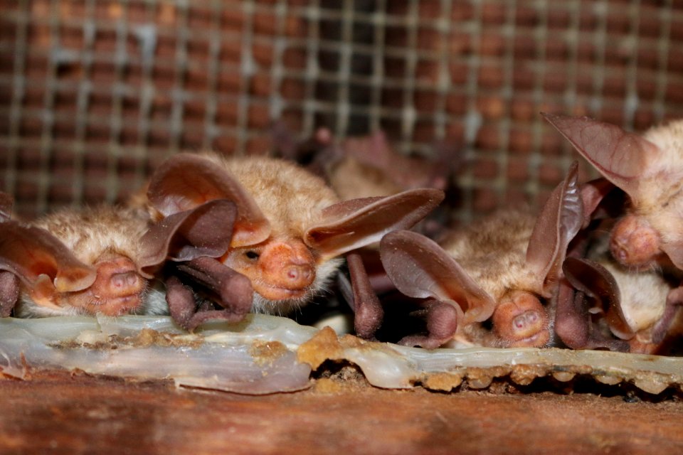 Pallid Bats
