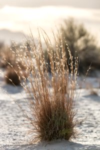 Little Bluestem