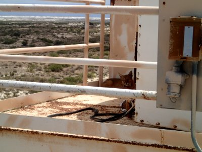 Bobcat
