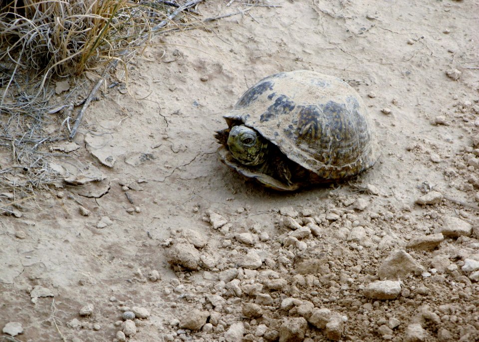 Desert Box Turtle