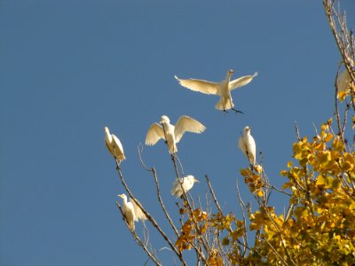 Great Egret