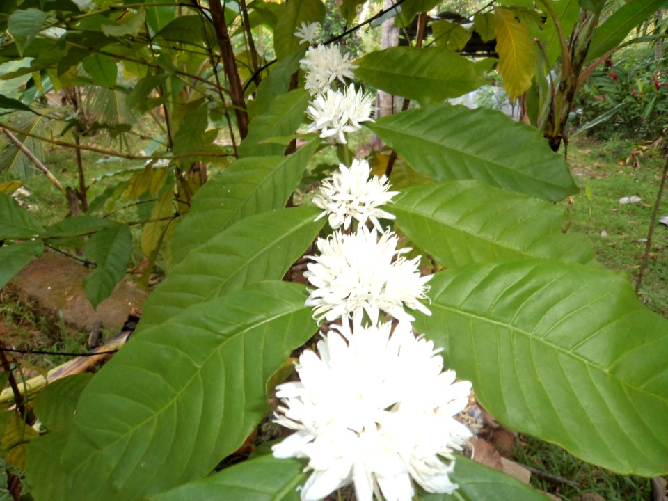 Coffee Flower
