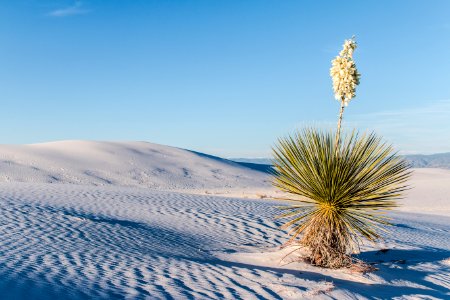 Soaptree Yucca