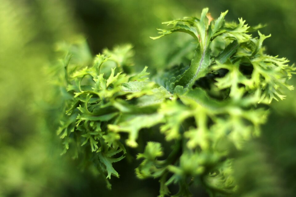 Botanical leaf botany