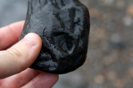 Shell Fossil