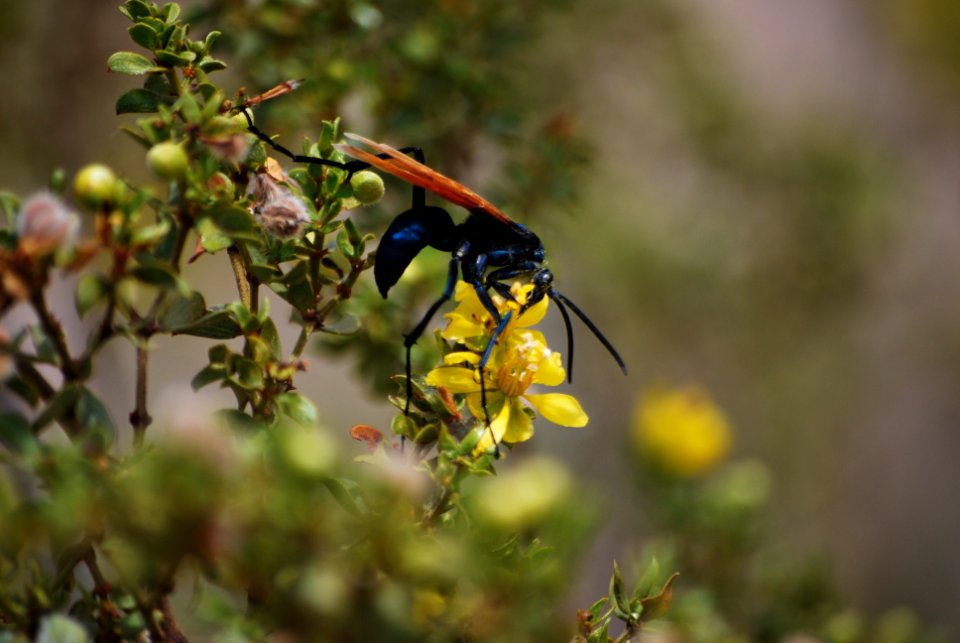 Tarantula Hawk Wasp