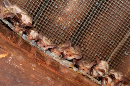 Pallid Bats