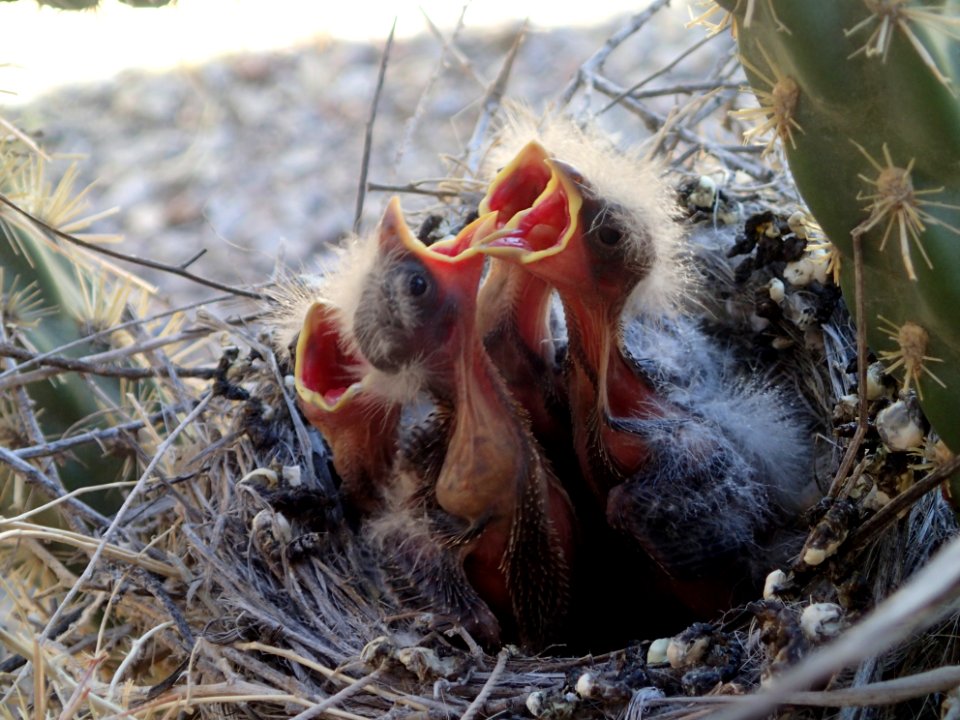 House Finch Nestlings
