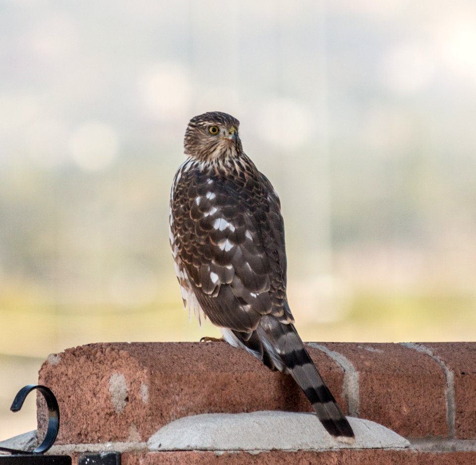 Cooper's Hawk