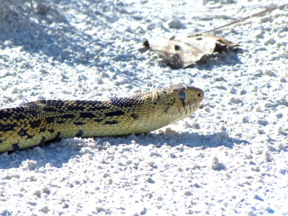 Sonoran Gopher Snake