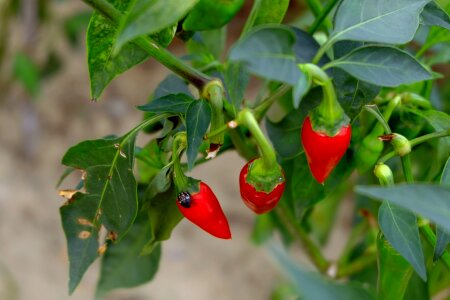 Bug plant park photo