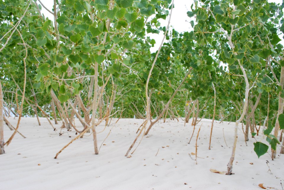 Rio Grande Cottonwood