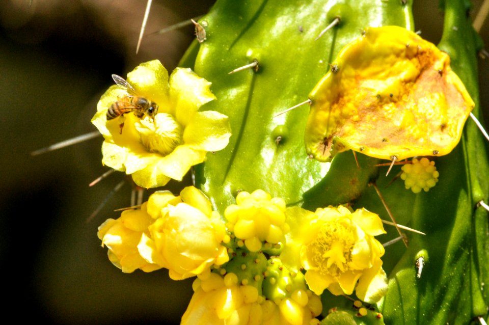 Abeja y flor de cactus