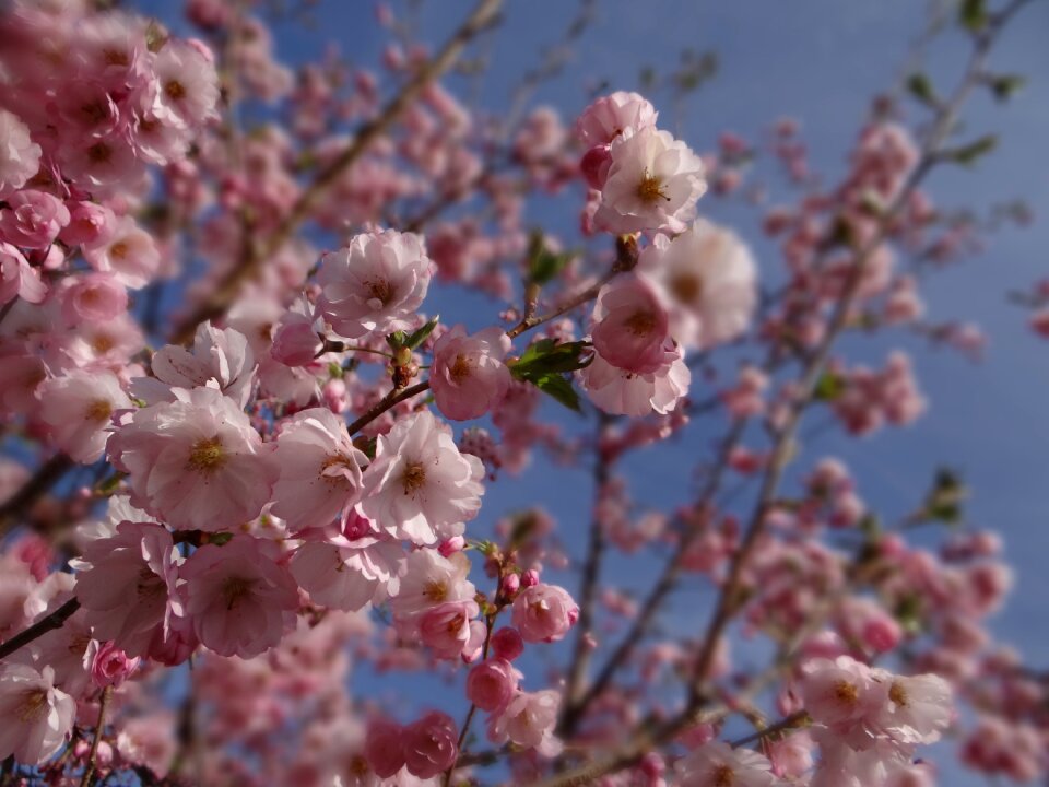 Tree cherry blossom japanese cherry trees