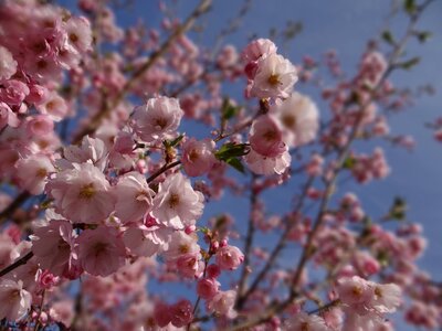 Tree cherry blossom japanese cherry trees photo