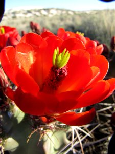 Claret-cup Cactus photo