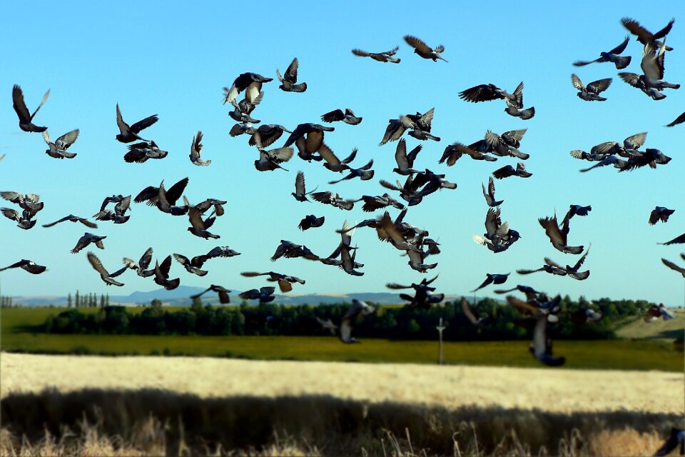 Pigeon field nature