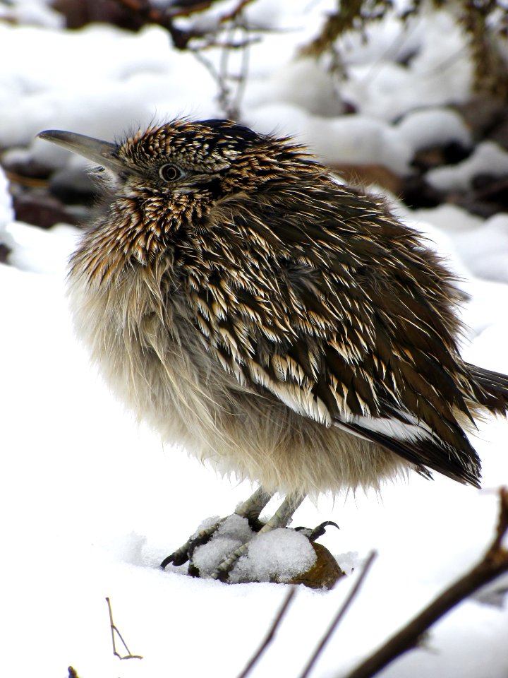 Roadrunner