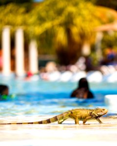 Iguana Crossing