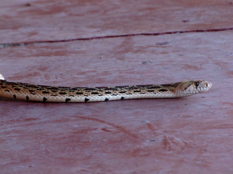 Sonoran Gopher Snake
