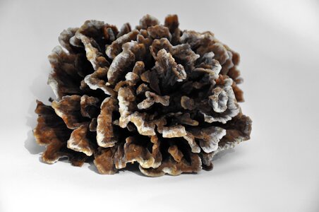 Spunk tinder fungus nature