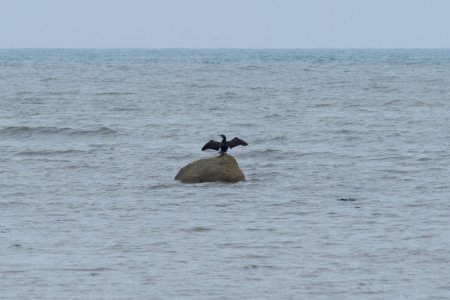Drying Gannet