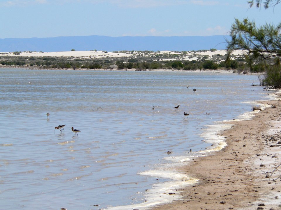 American Avocet and Black-Necked Stilt