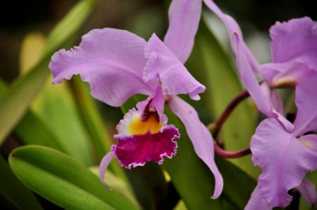 Orquídea Morada photo
