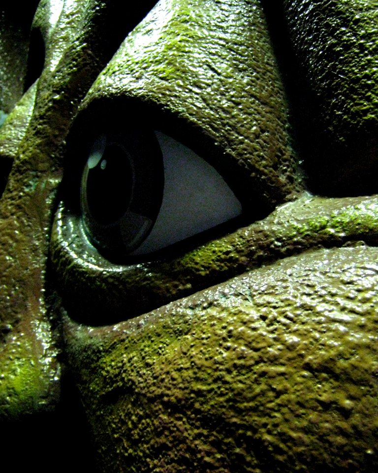 Tree Eye: Ocean Park