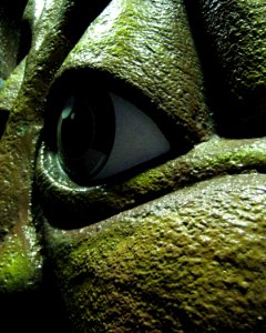 Tree Eye: Ocean Park