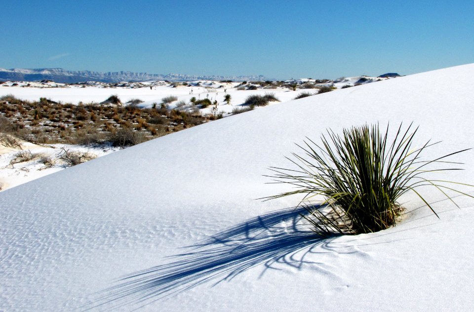 Dunes and Interdunes