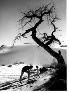 Visitors under a Cottonwood Tree